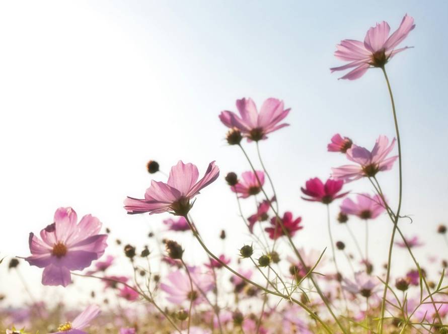dentista en Móstoles